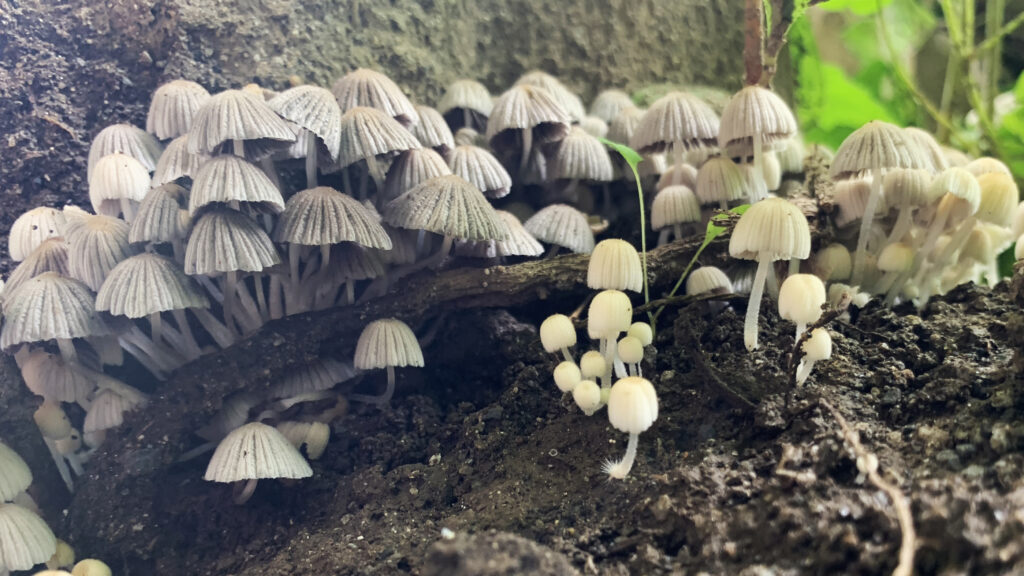 colony of Coprinellus disseminatus or Fairy Ink Cap mushrooms at the base of a tree. The mushrooms are tiny and grey. The caps look like wrinkly umbrellas.
