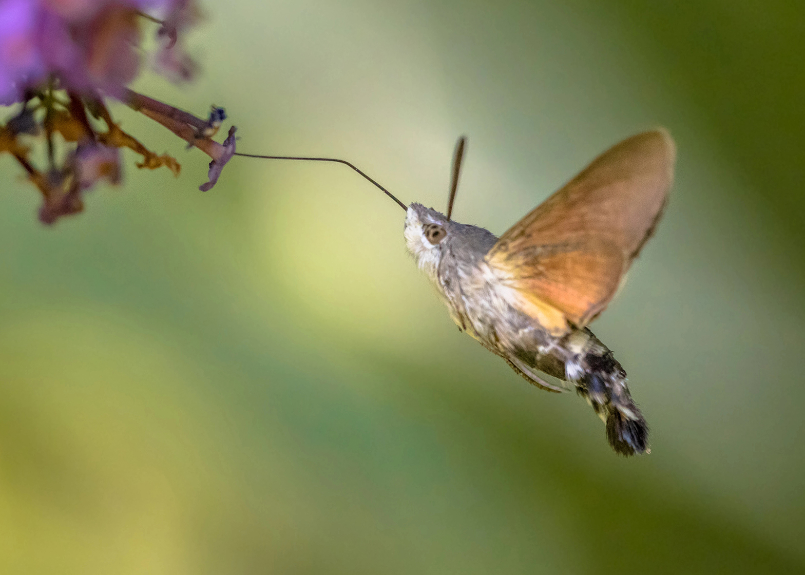 Moth Superfamilies: What kind of moths are there anyway?