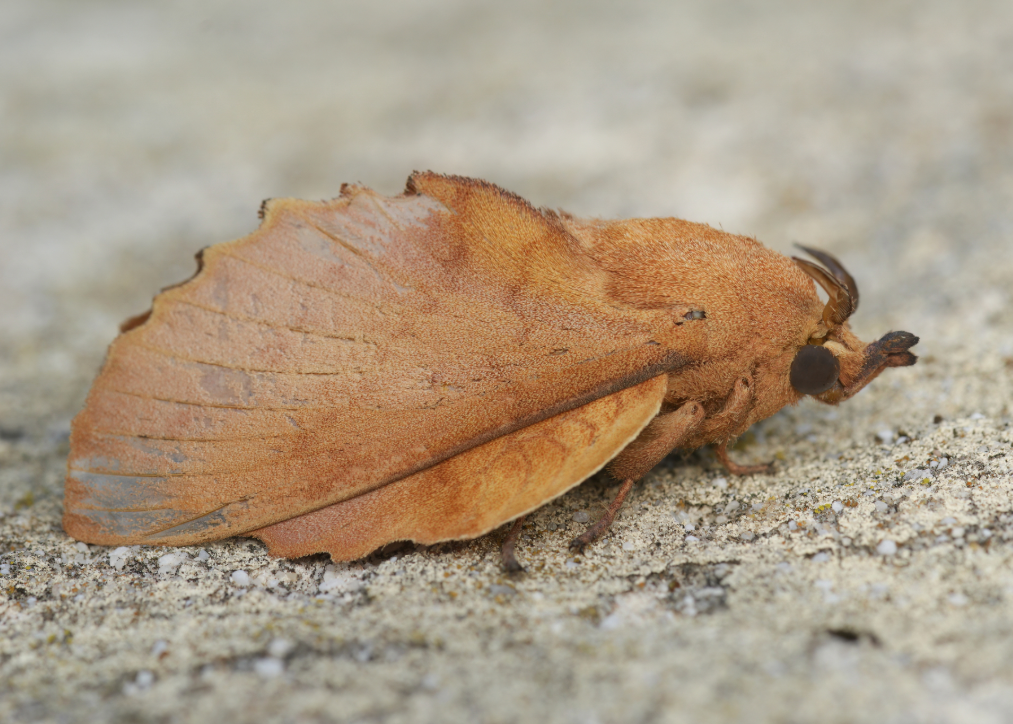 Lappet moth on the ground. (gastropacha quercifolia)