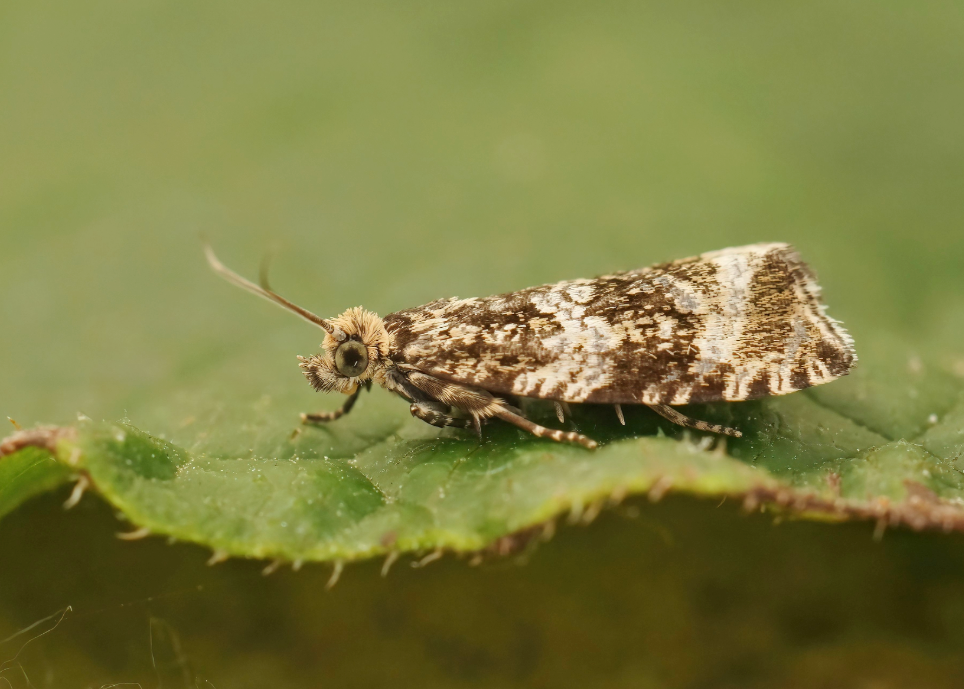 Side view of a strawberry tortix moth sitting on a leaf