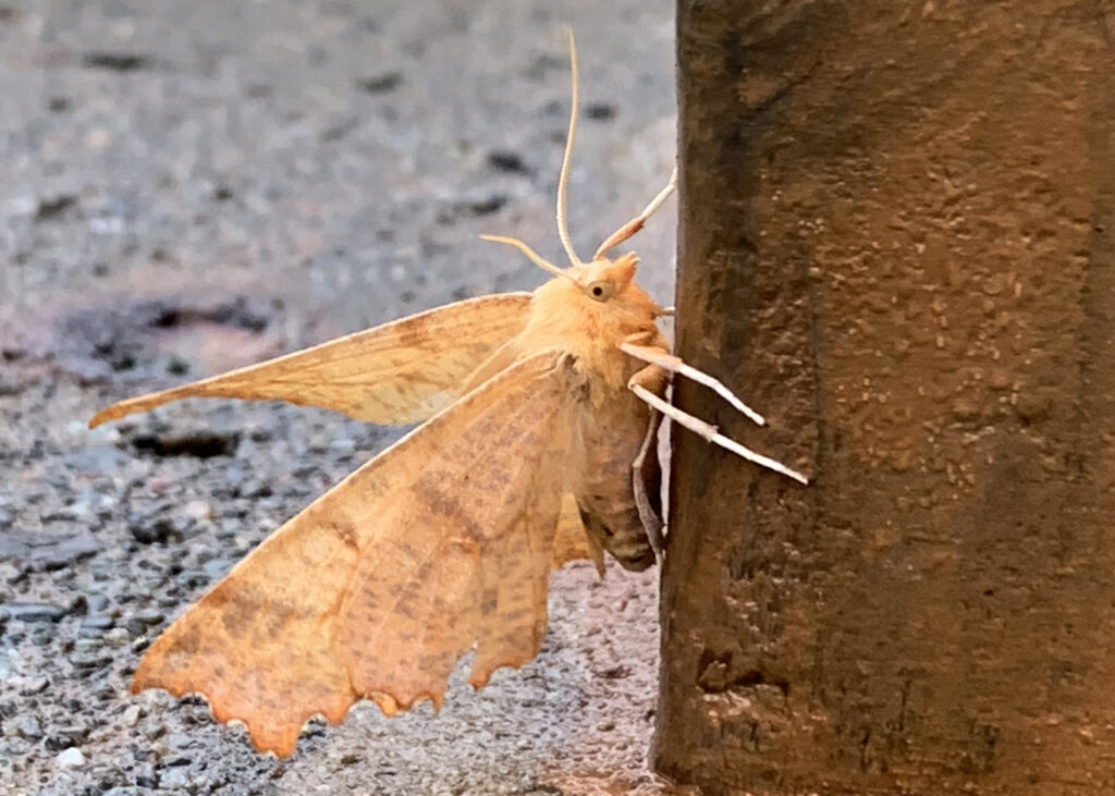 A clouded august thorn moth in Hokkaido sits on a rusty iron bar.