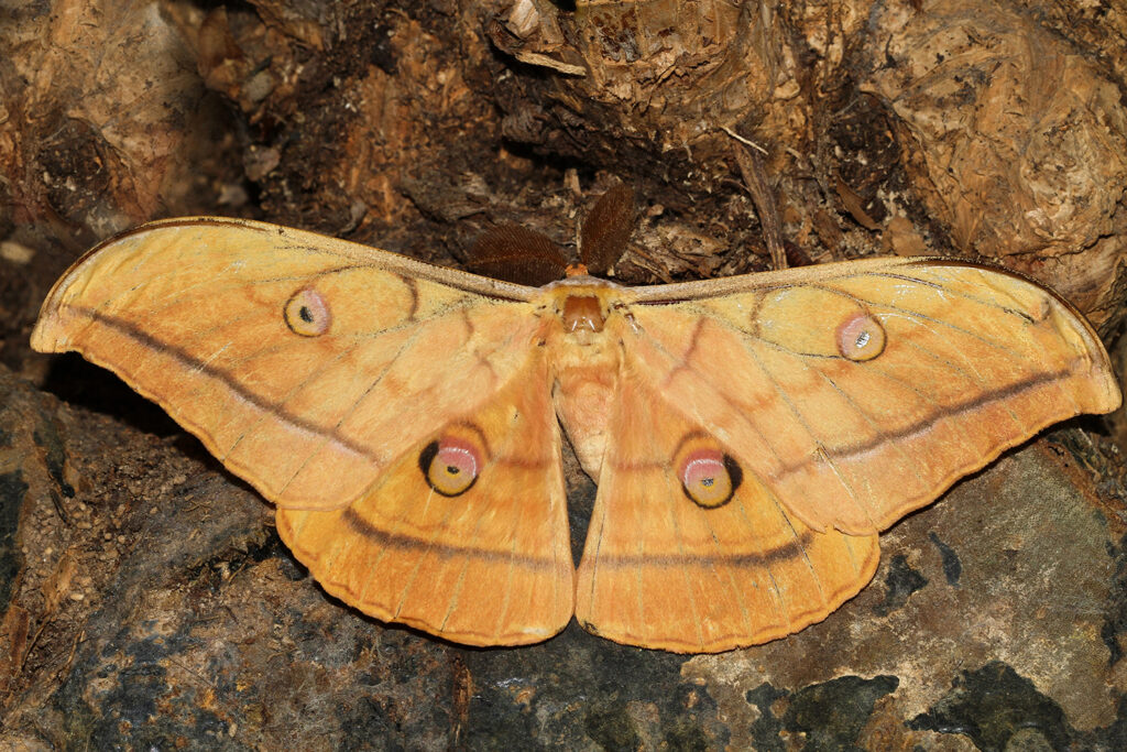 Top view of Japanese Silk moth on the bark of a tree. The moth is large and ochre colored with some dark brown banding. Each wing has a pinkish dot with a dark outline. The wings are wide.