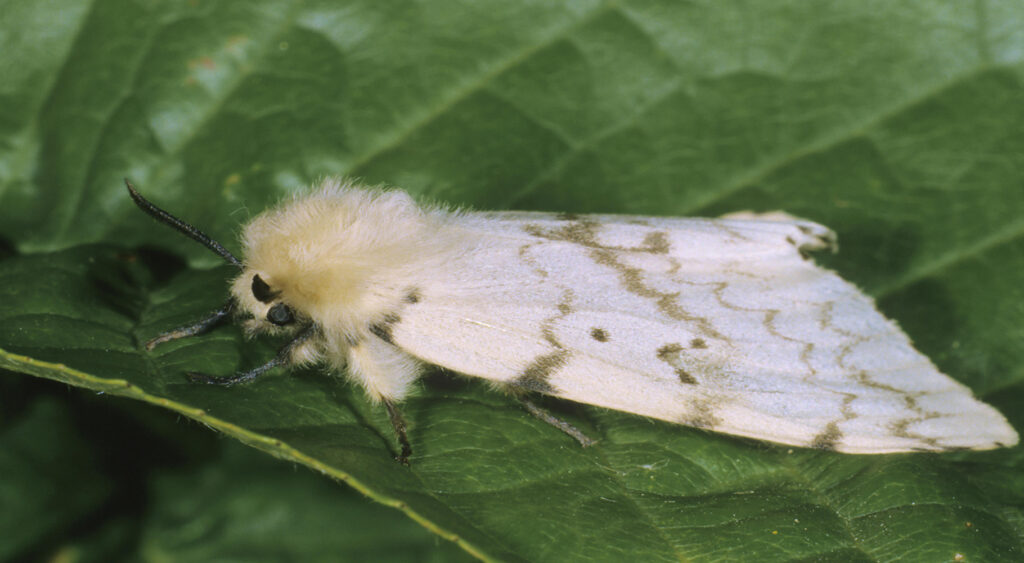 Gypsy Moth (Lymantria dispar), female, lying on a leaf.