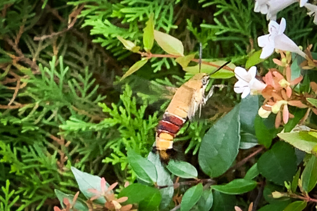 a hummingbird hawkmoth (Cephonodes hylas) gathering pollen from a small white flower as it hovers.