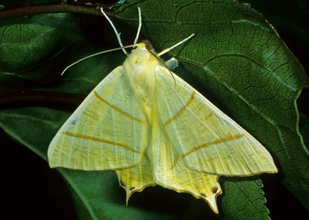 Swallow tailed moth (Usukitsubame edashaku is the Japanese common name). The moth is pale yellow to creamy-white wings. Distinctive brown lines and an extension on the hind-wings gives it a swallowtail appearance. Antennae are comb-like. Eyes are dark colored.