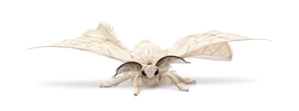 close-up, front view of bombyx mori, the domesticated silk moth. It it white and fluffy.
