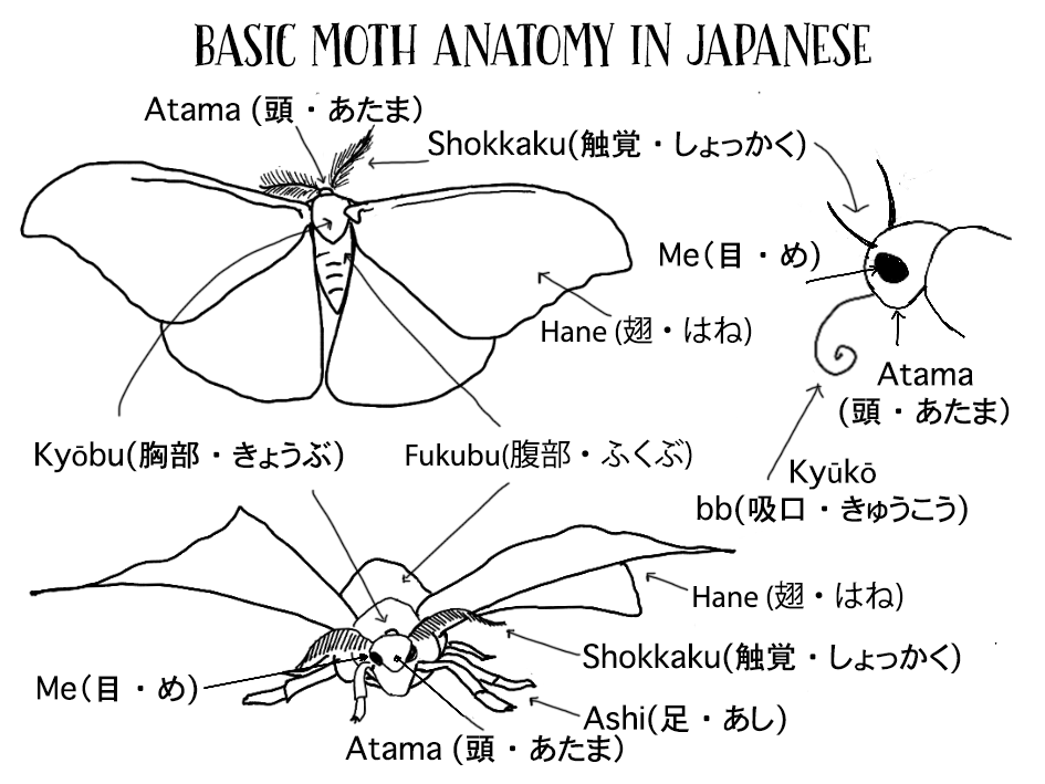 A hand-drawn diagram of three views of a moth, labelling various basic parts of a moth.