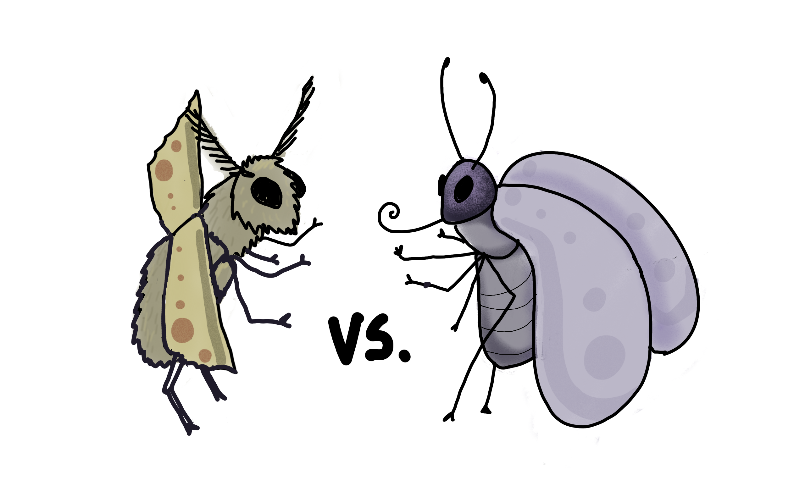 Moth vs Butterfly: Your VERY Basic Guide
