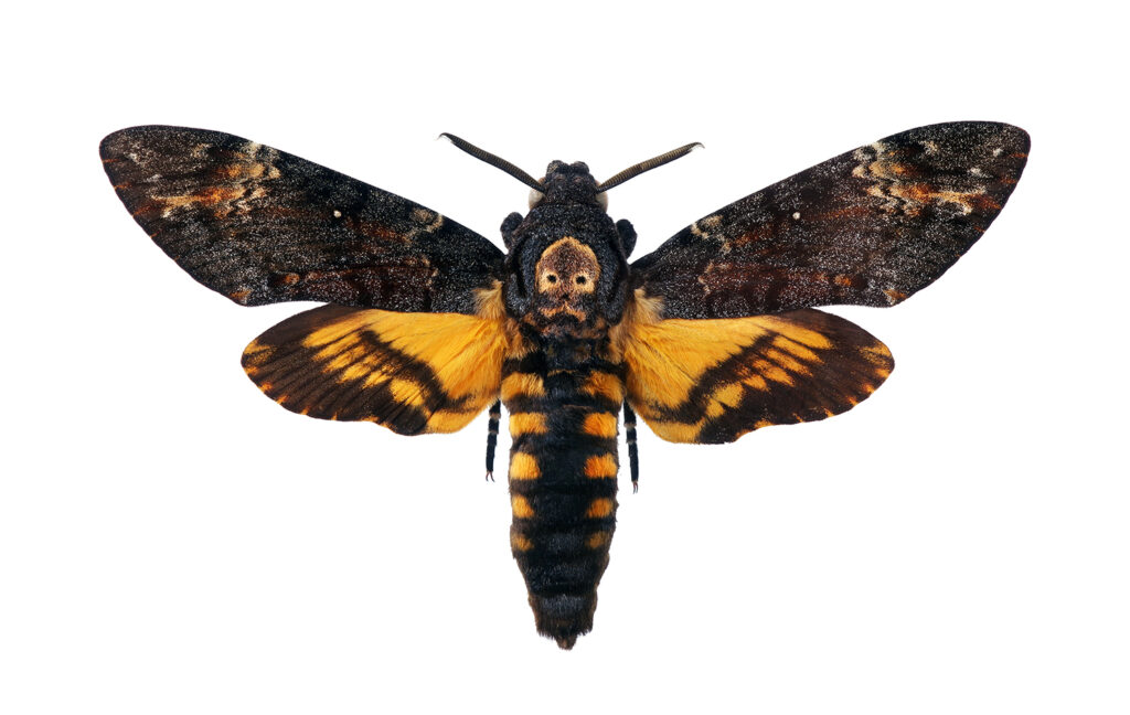 Death's head moth (acherontia atropos) on white background. Skull shape visible on the thorax.