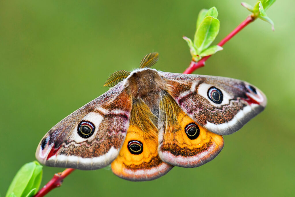 Emperor moth (saturnai pavonia) siting on a twig displays its wing markings